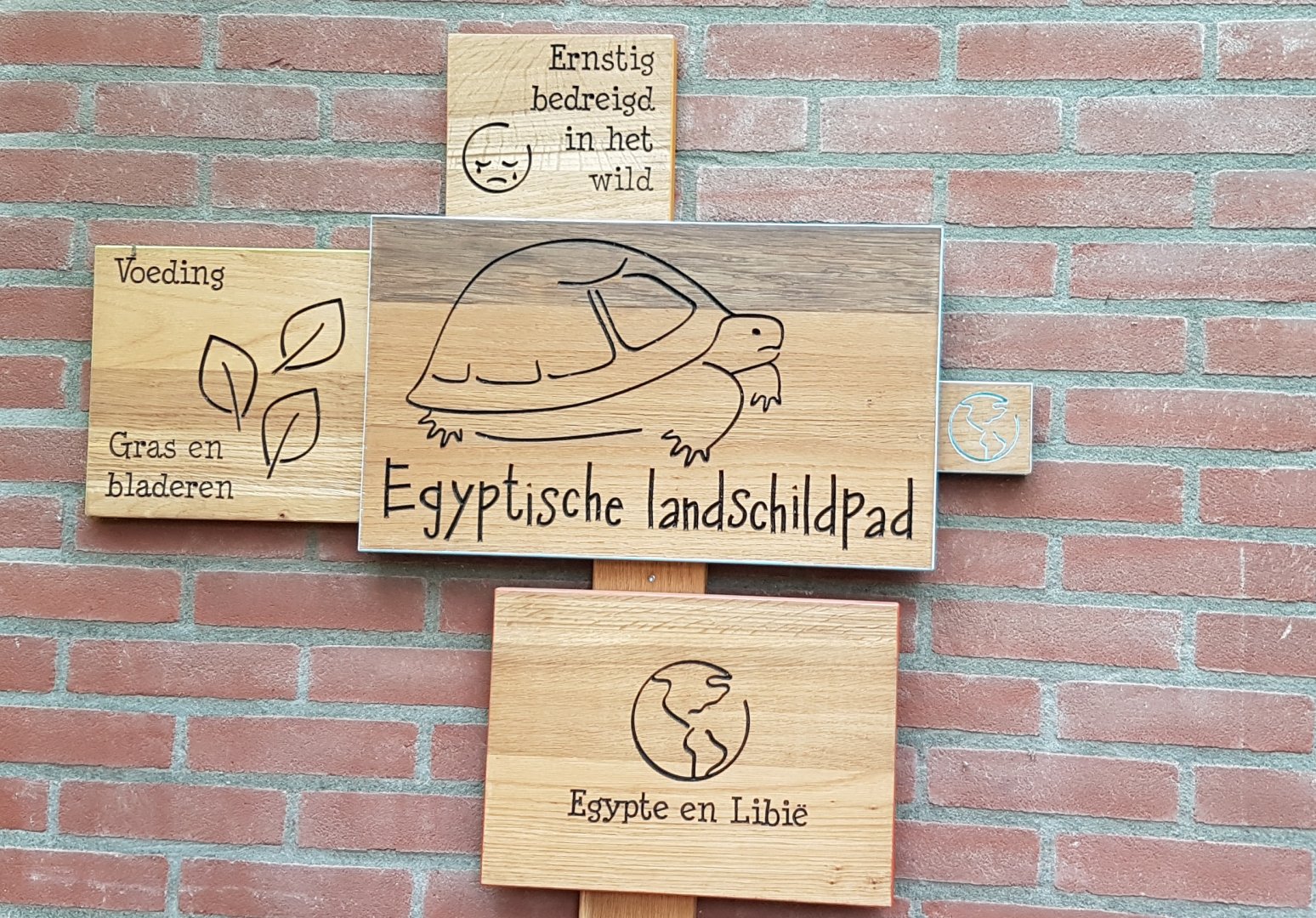 Signs Egyptian tortoise