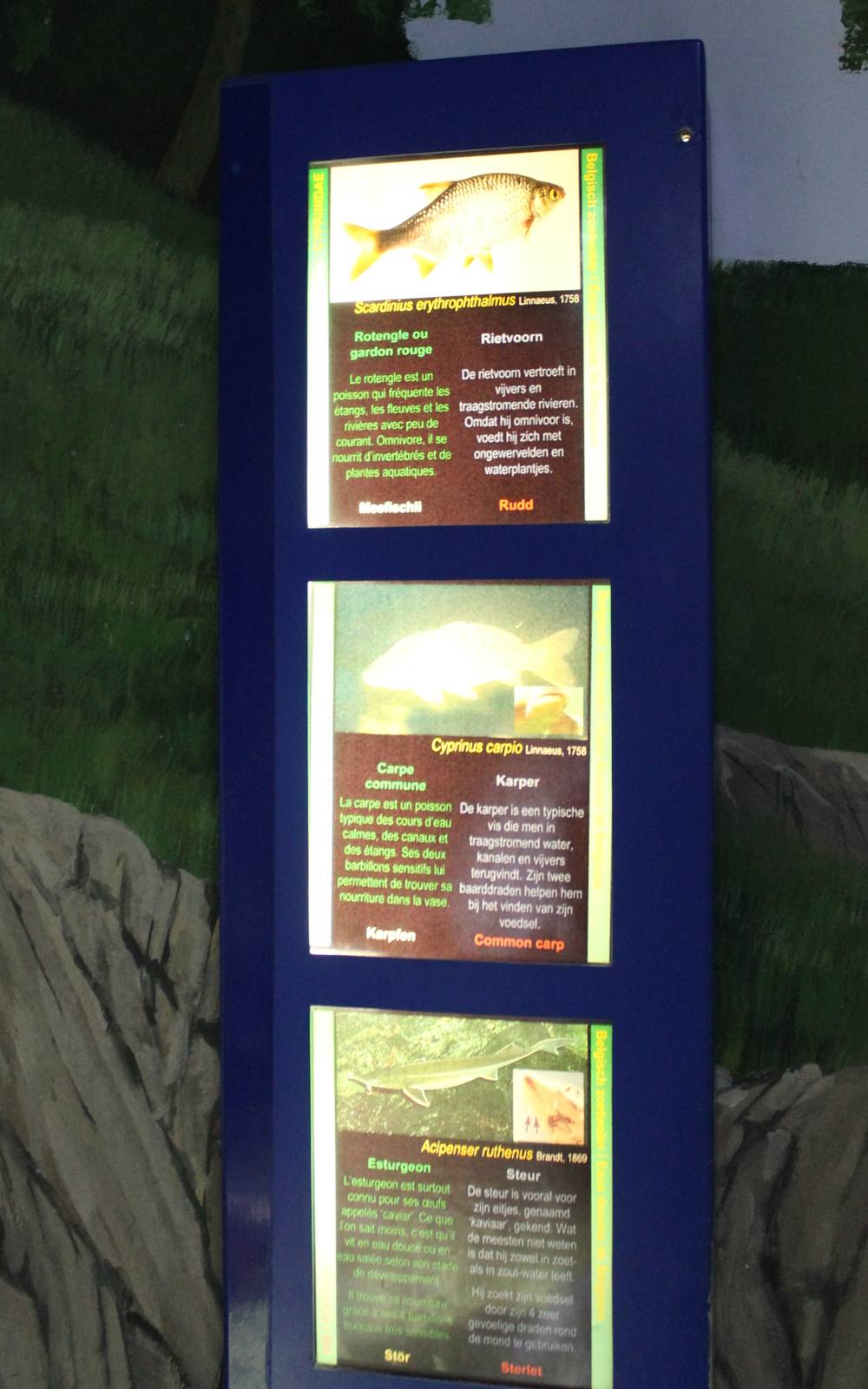 Signs European fishes