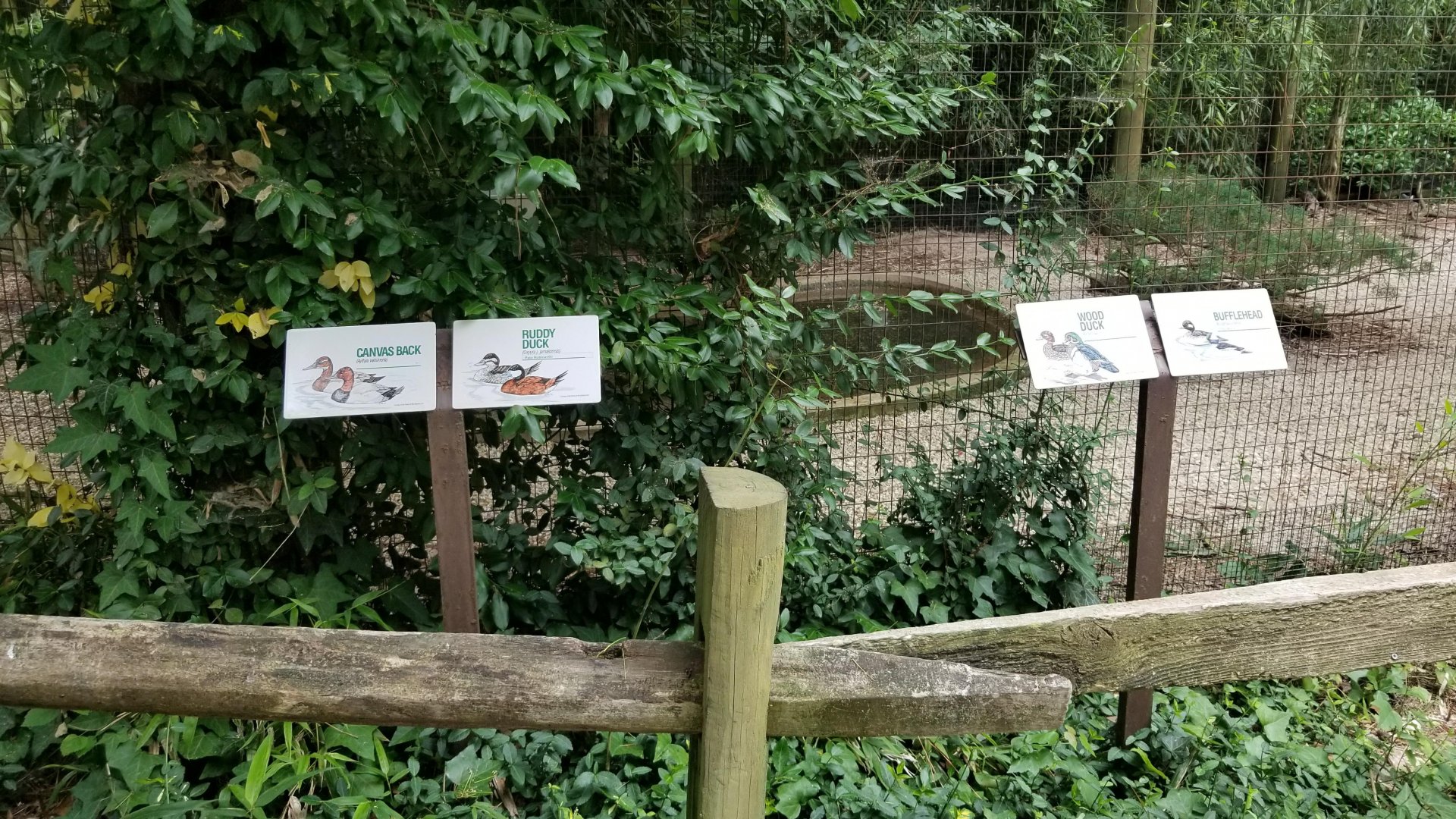 Signs for canvas back, ruddy duck, wood duck, bufflehead