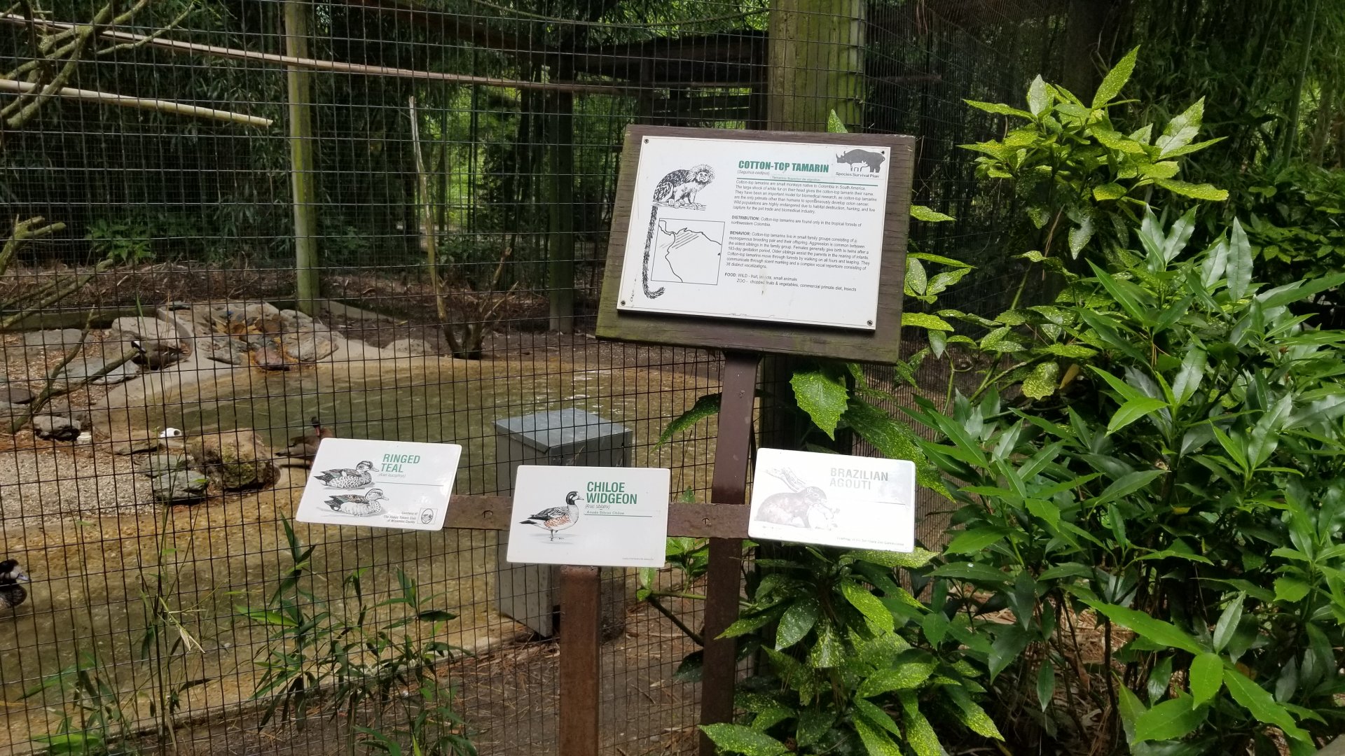 Signs for cotton-top tamarin, brazilian agouti, ringed teal, chiloe widgeon