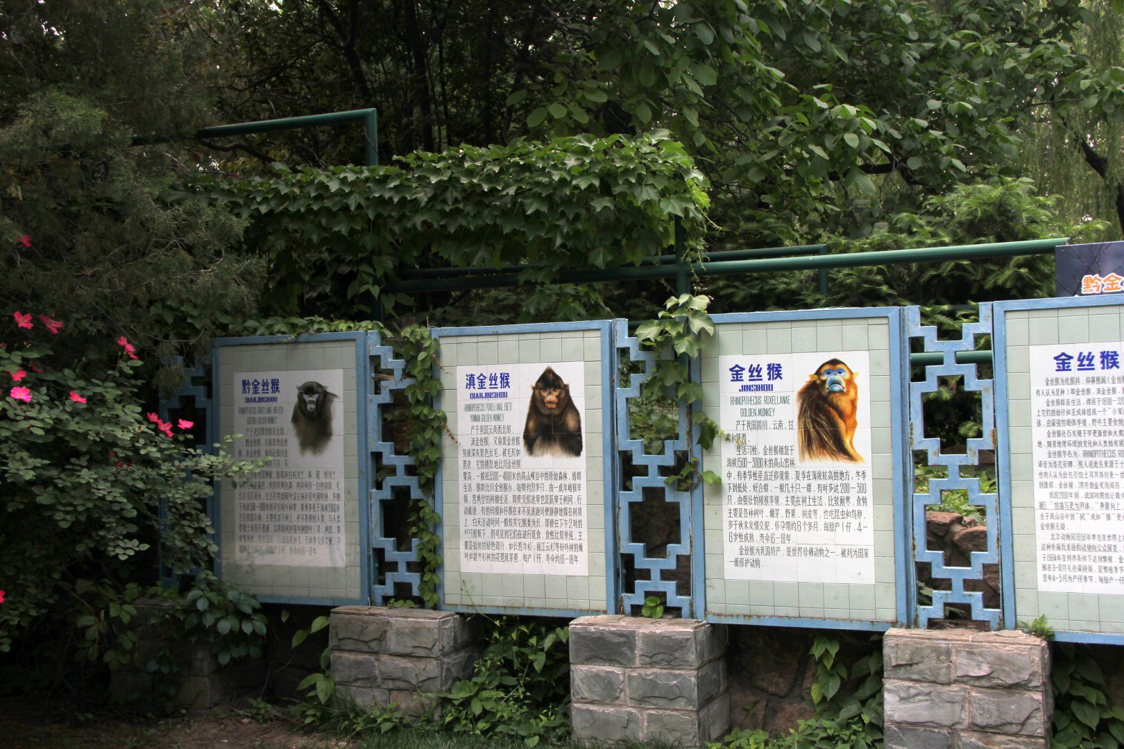 signs for the 3 snub nosed monkeys