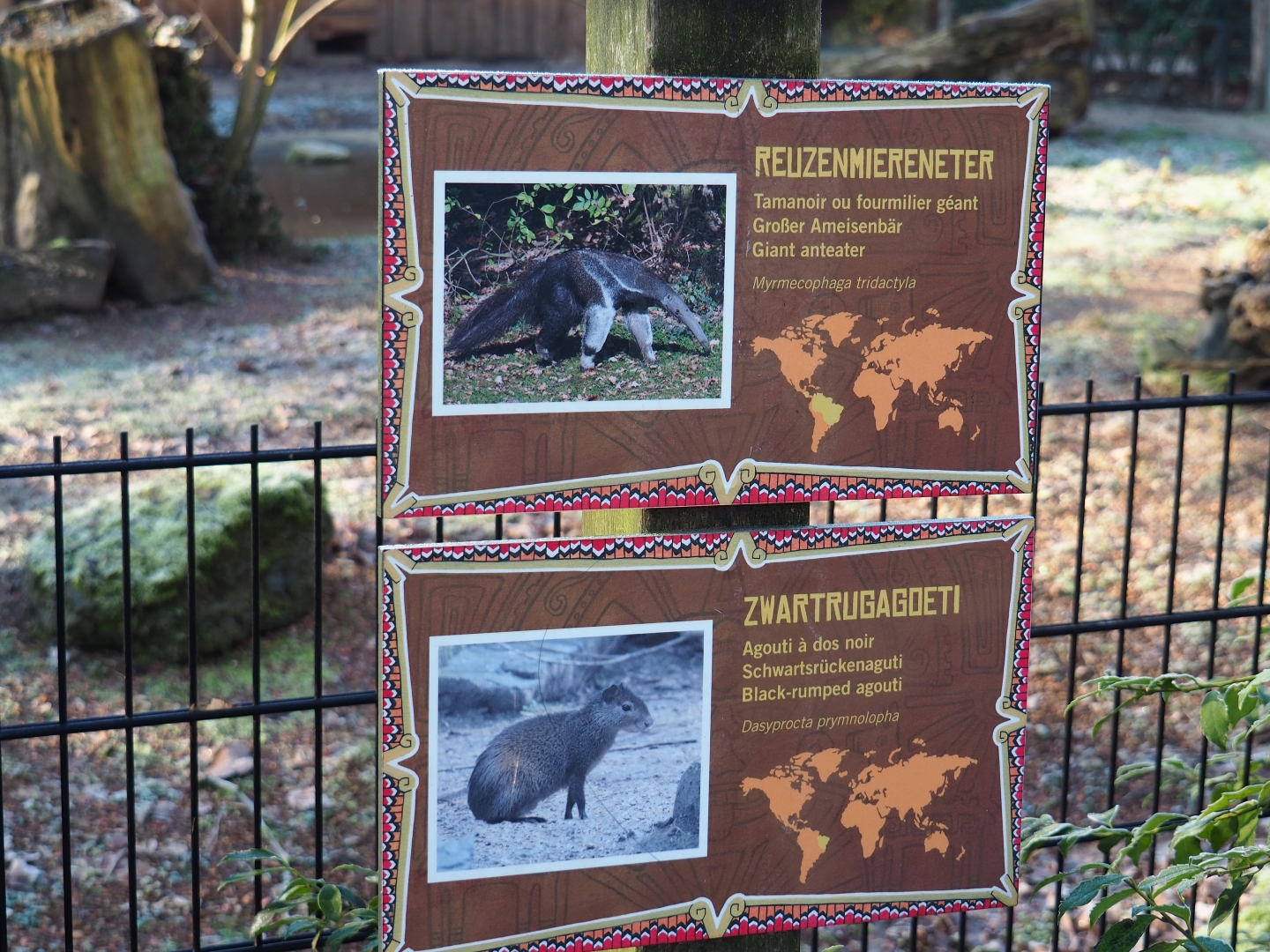 Signs Greater anteater and Black-rumped agouti (Jan 20th, 2019)