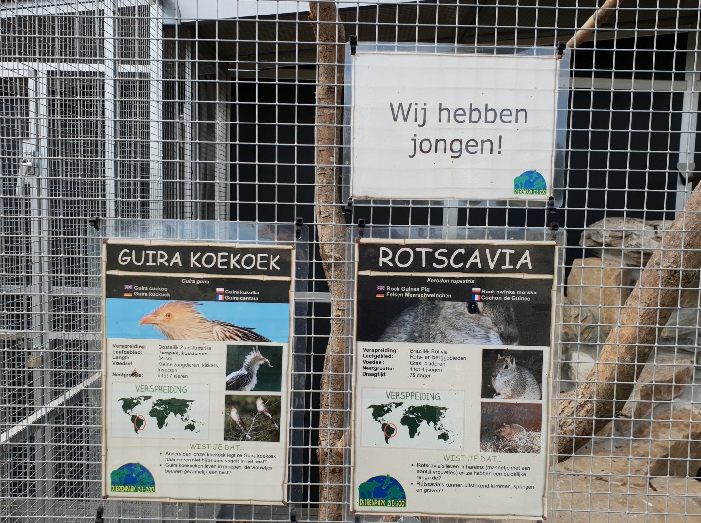 Signs Guira cuckoo and Rock cavy - with birth-sign