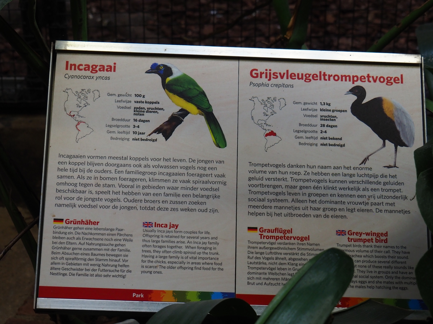 Signs Inca jay and Grey-winged trumpeter (Sep 16th, 2018)