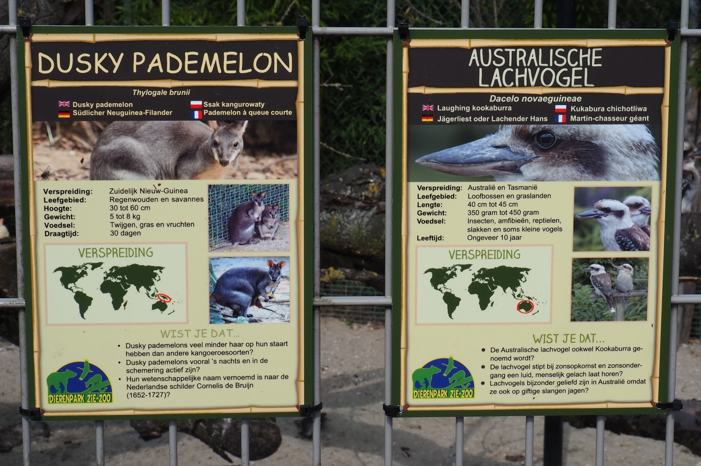 Signs Laughing kookaburra and dusky pademelon, 2019-04-06
