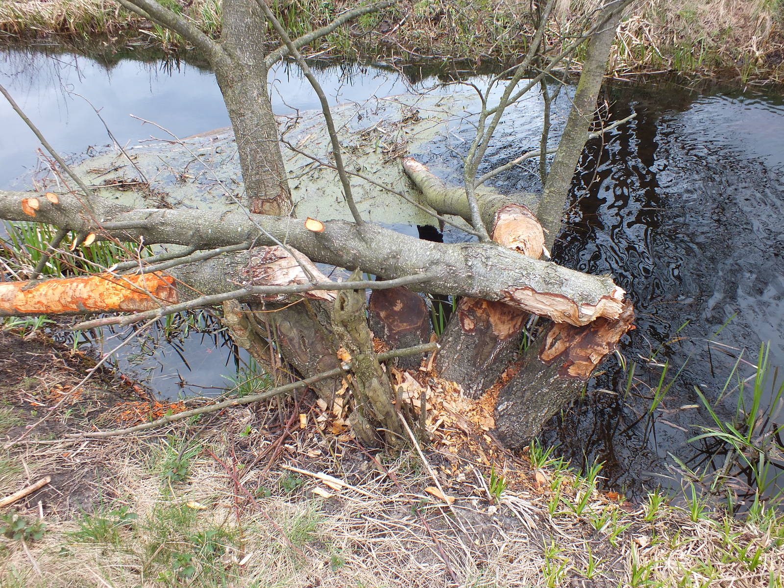 Signs of Beavers - Kampinos National Park