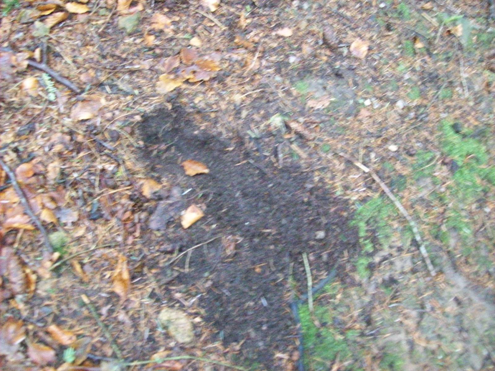 signs of roe deer inhabitance