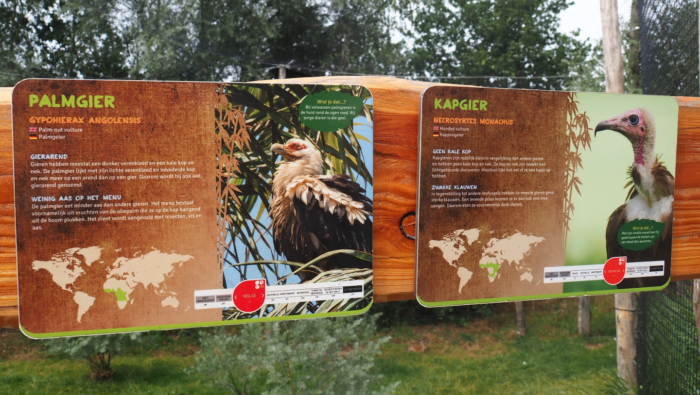 Signs Palm-nut vulture and Hooded vulture, 2019-08-11