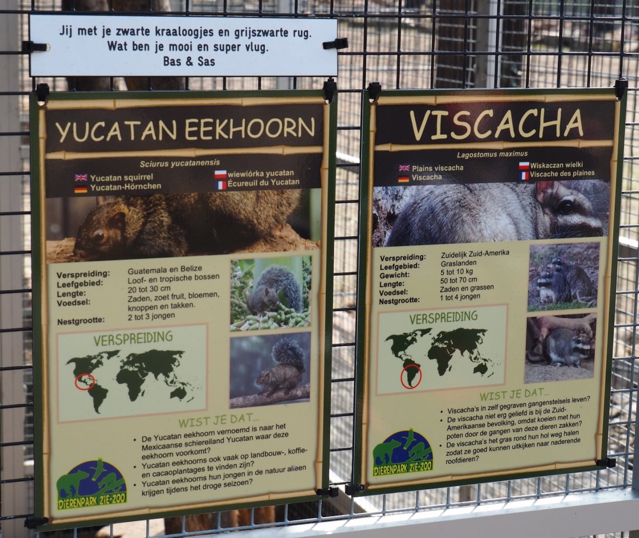 Signs Plains viscacha - Yucatan squirrel, 2019-04-06