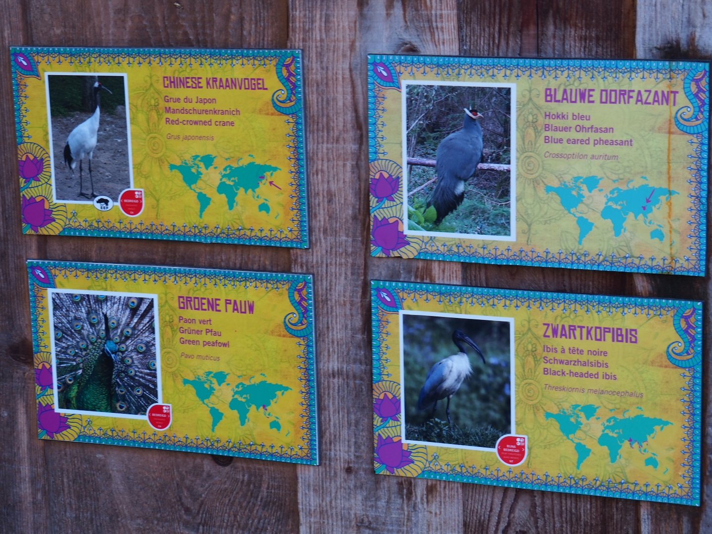 Signs Red-crowned crane - Blue eared pheasant - Green peafowl - Black-headed ibis  (Jan 20th, 2019)