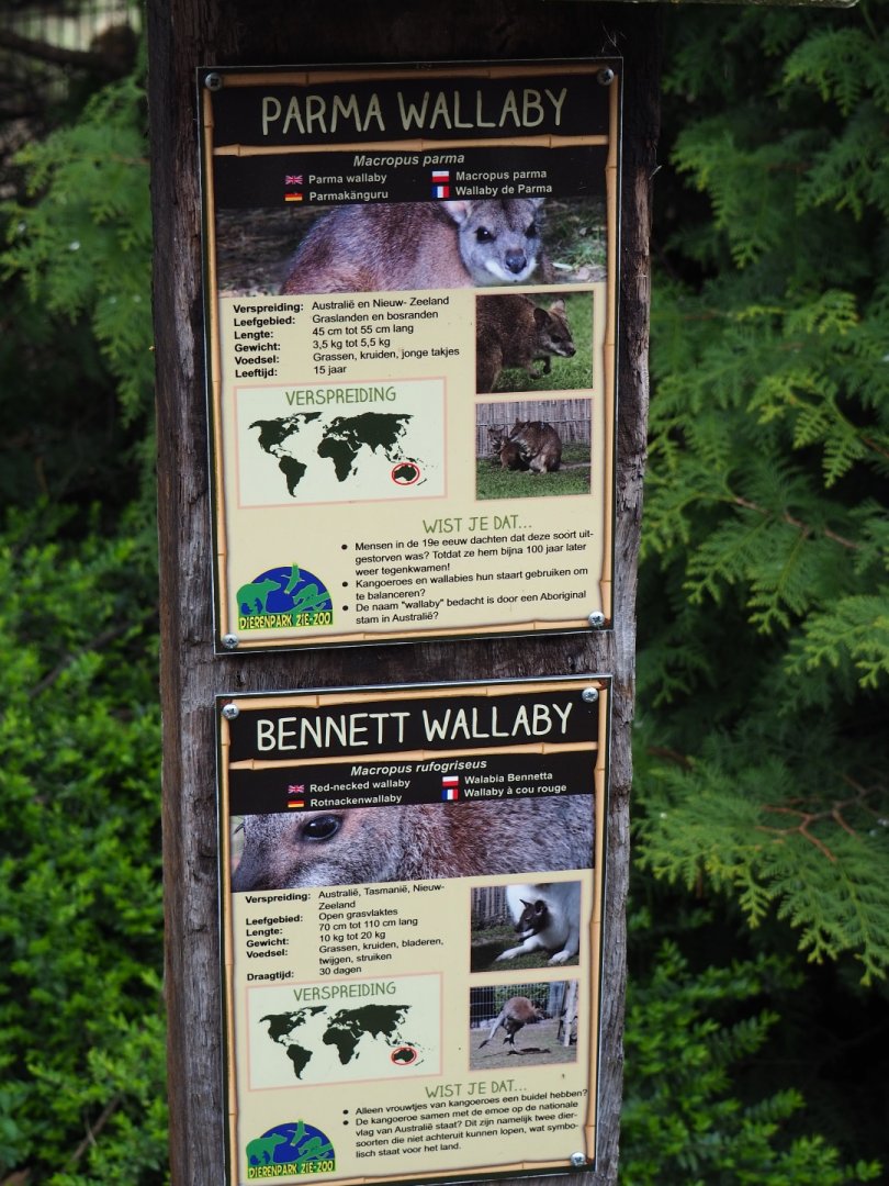 Signs Red-necked wallaby and Parma wallaby, 2019-04-06