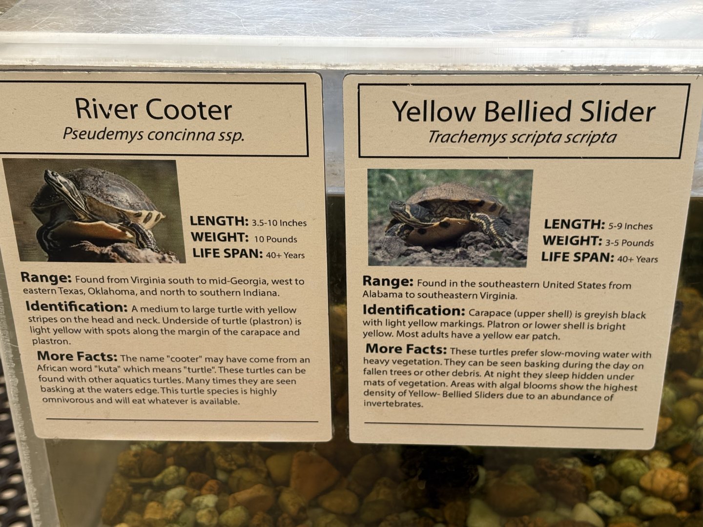 Signs - River Cooter and Yellow Bellied Slider
