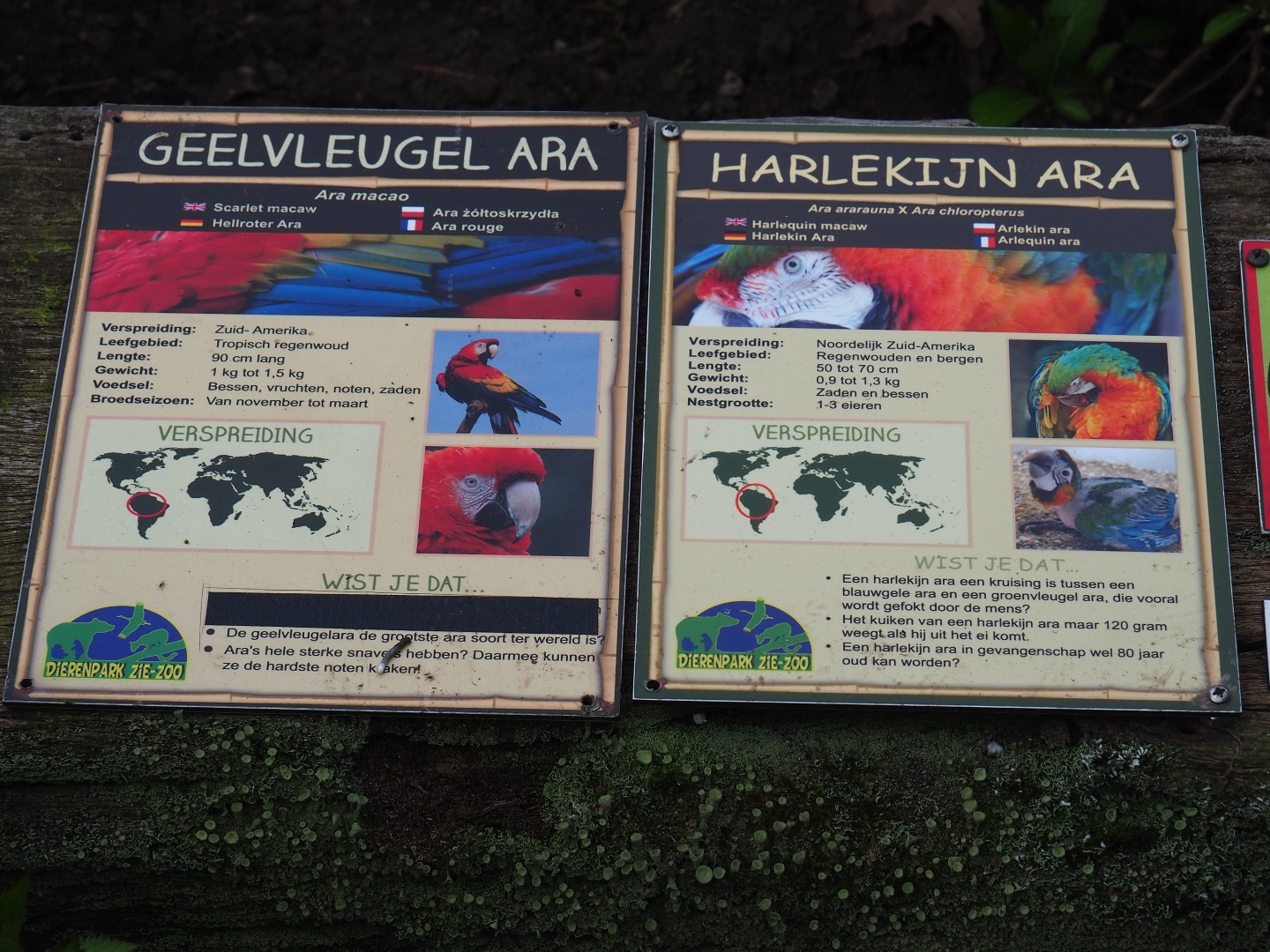 Signs Scarlet and Catalina macaw, 2019-04-06