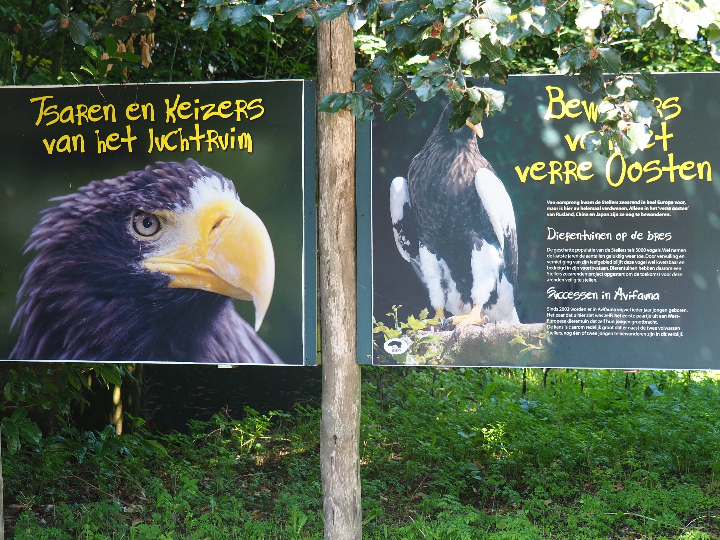 Signs Steller's sea eagle (Sep 2nd, 2018)