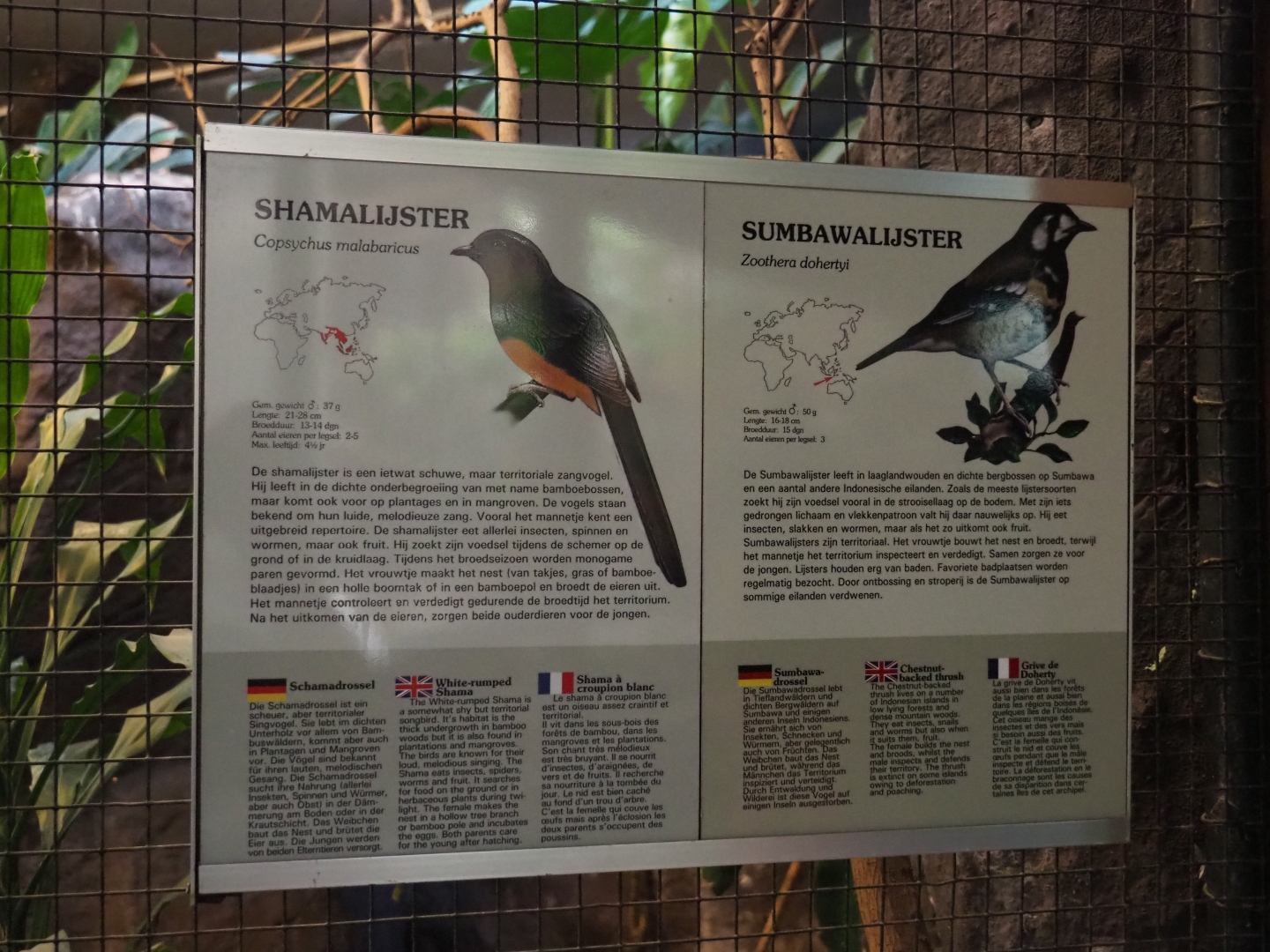 Signs White-rumped Shama thrush and Chestnut-backed thrush (Sep 16th, 2018)