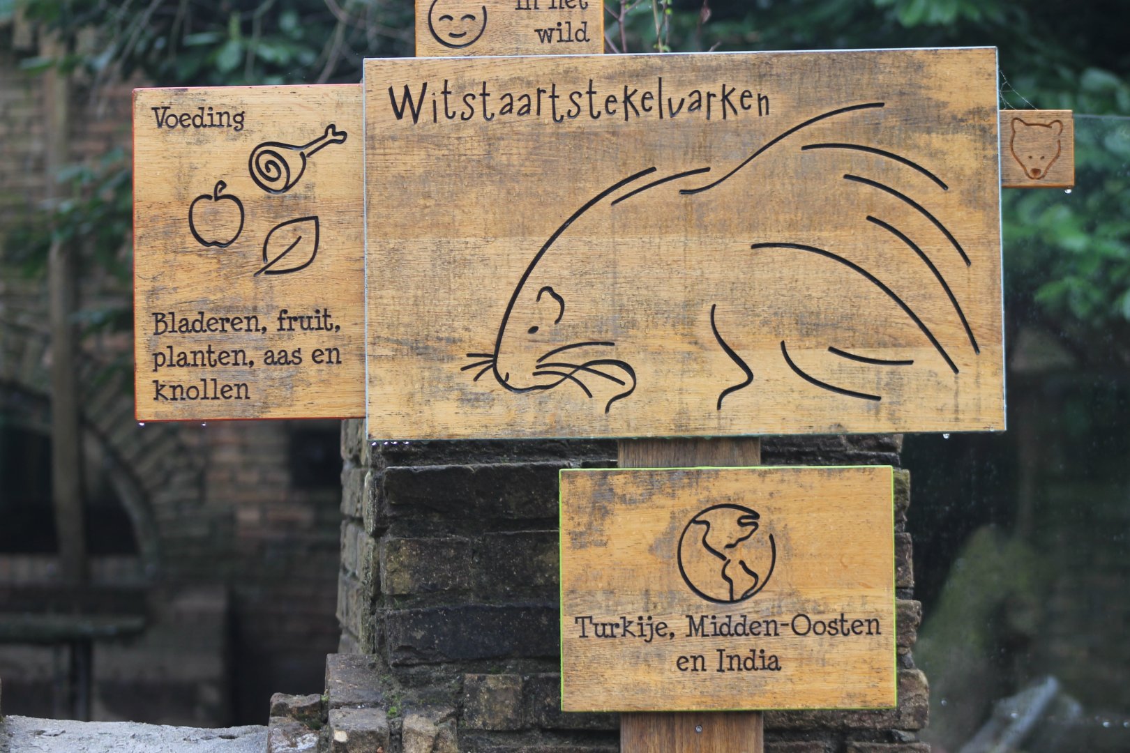 Signs White-tailed porcupine