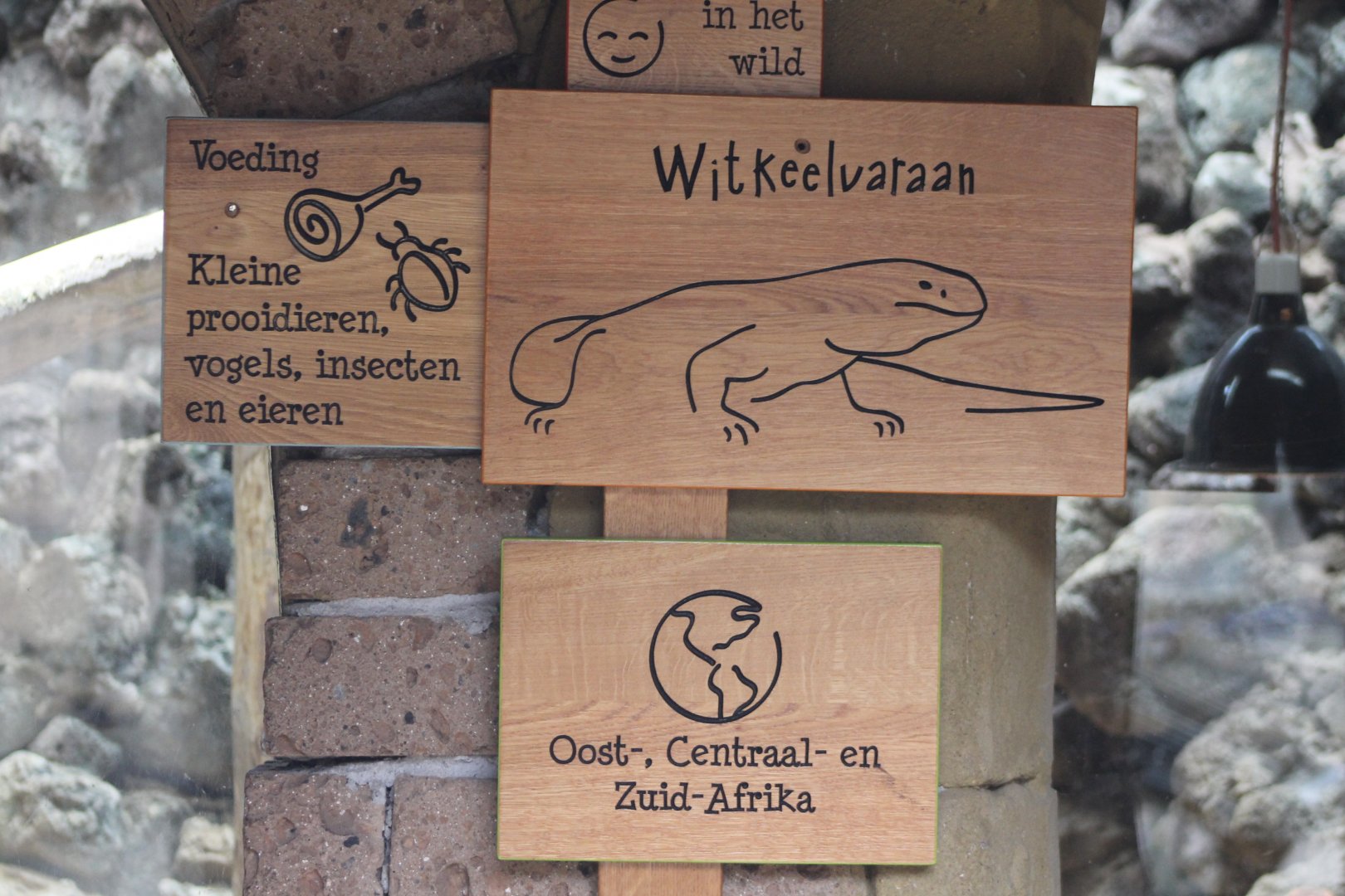 Signs White-throated monitor