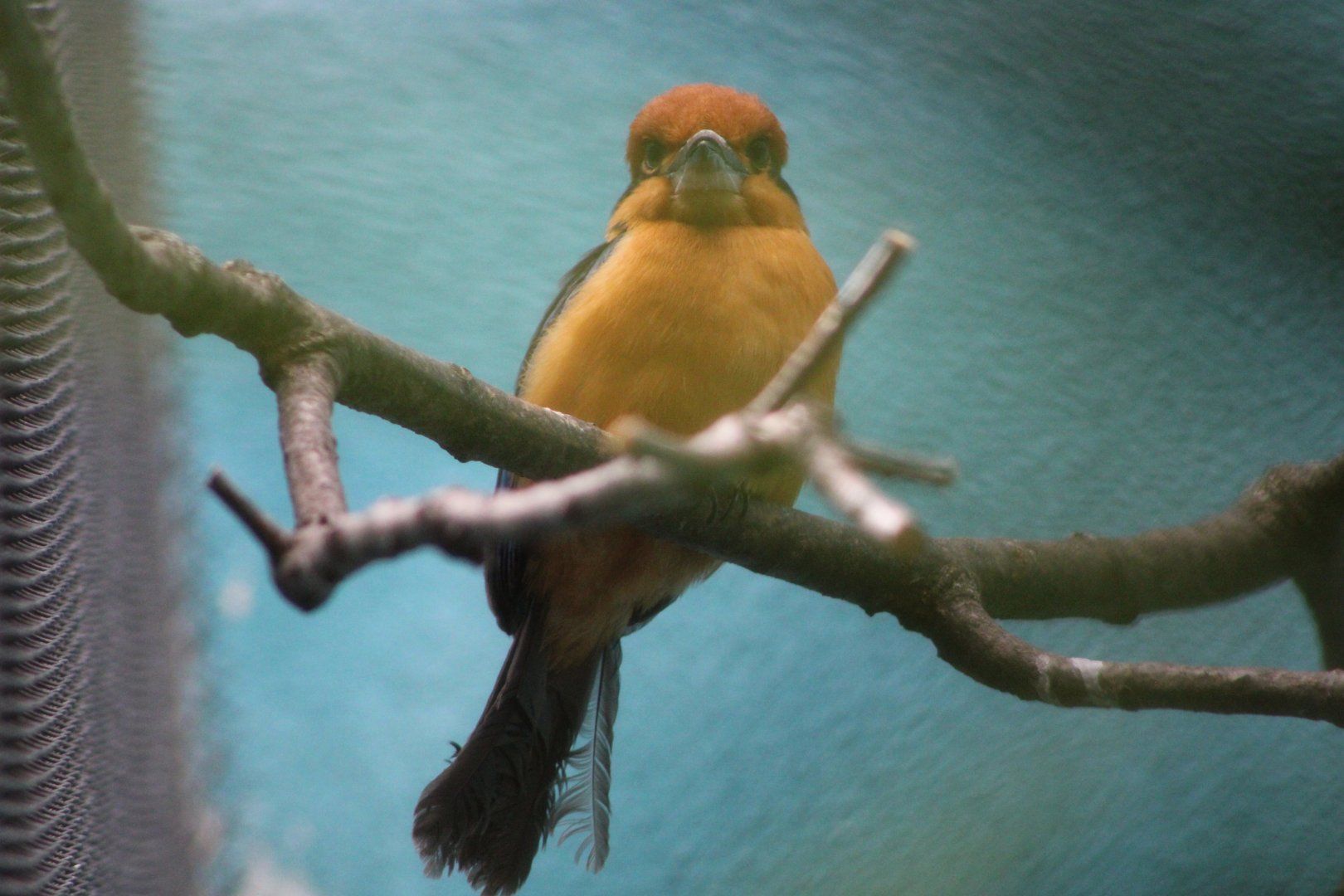 Sihek / Guam Kingfisher (T. cinnamominus)