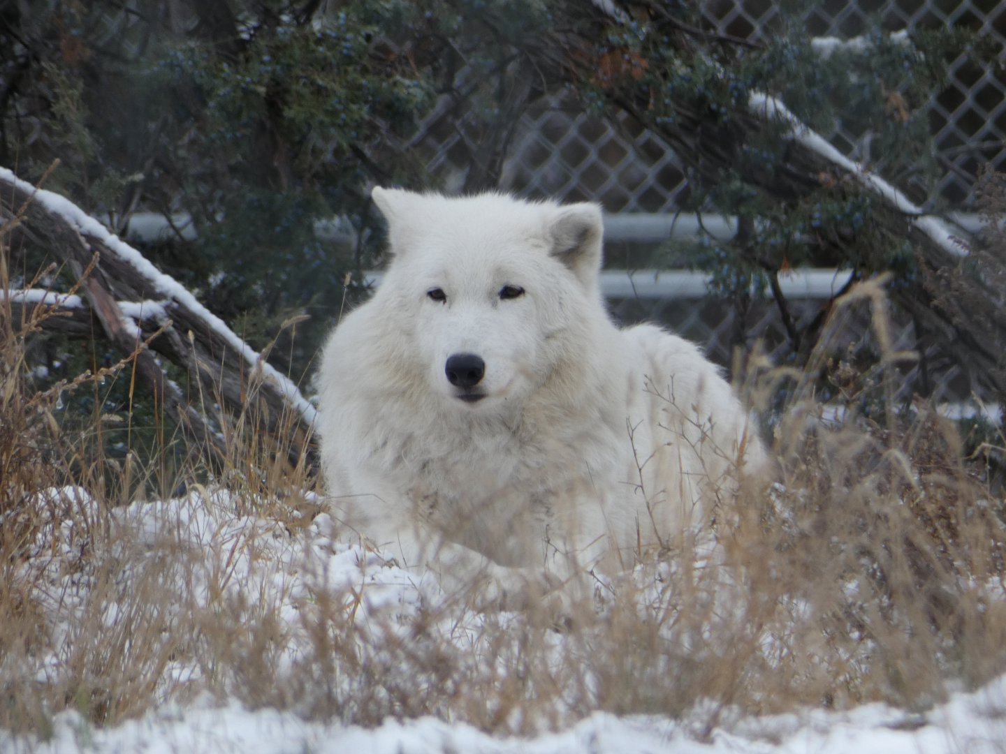 Sijja (Arctic wolf)