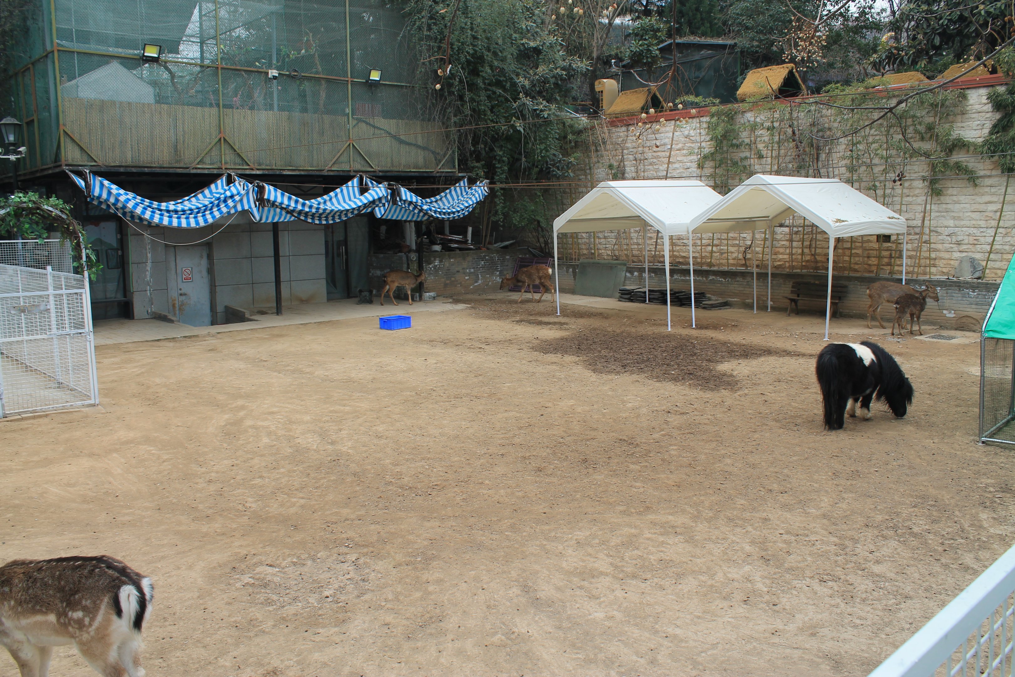 Sika and Miniature Horse