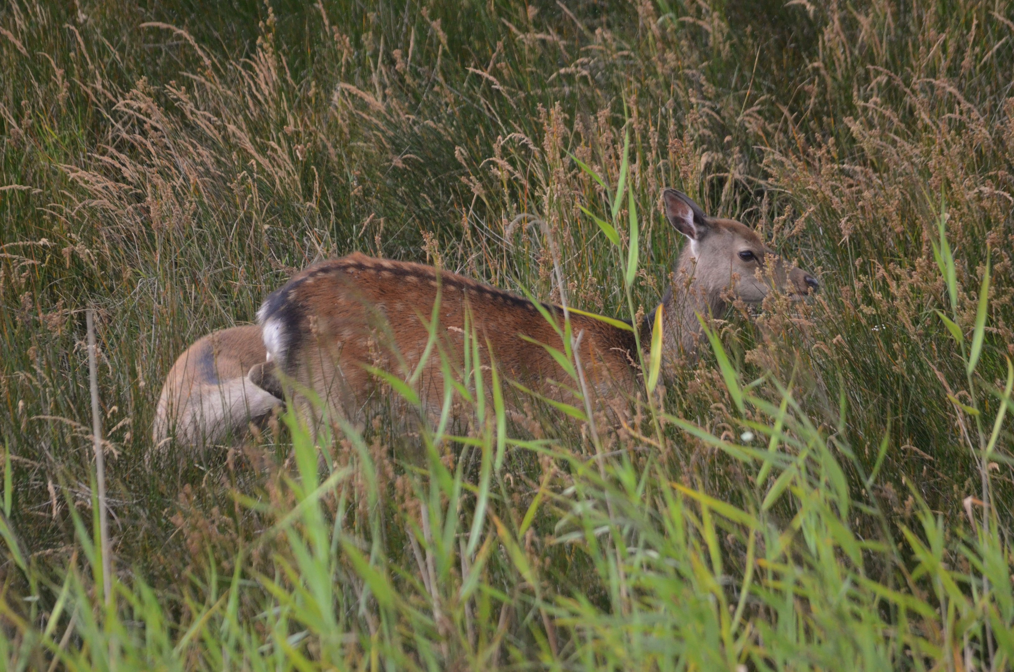 Sika at Arne, 12/08/19