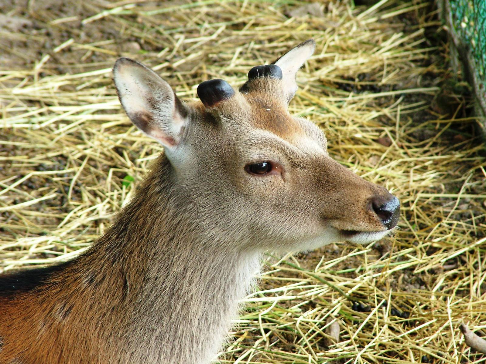 Sika at De Paay, 02/06/12