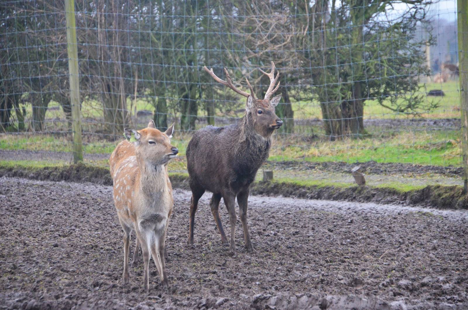 Sika at the Scottish Deer Centre, 06/02/16