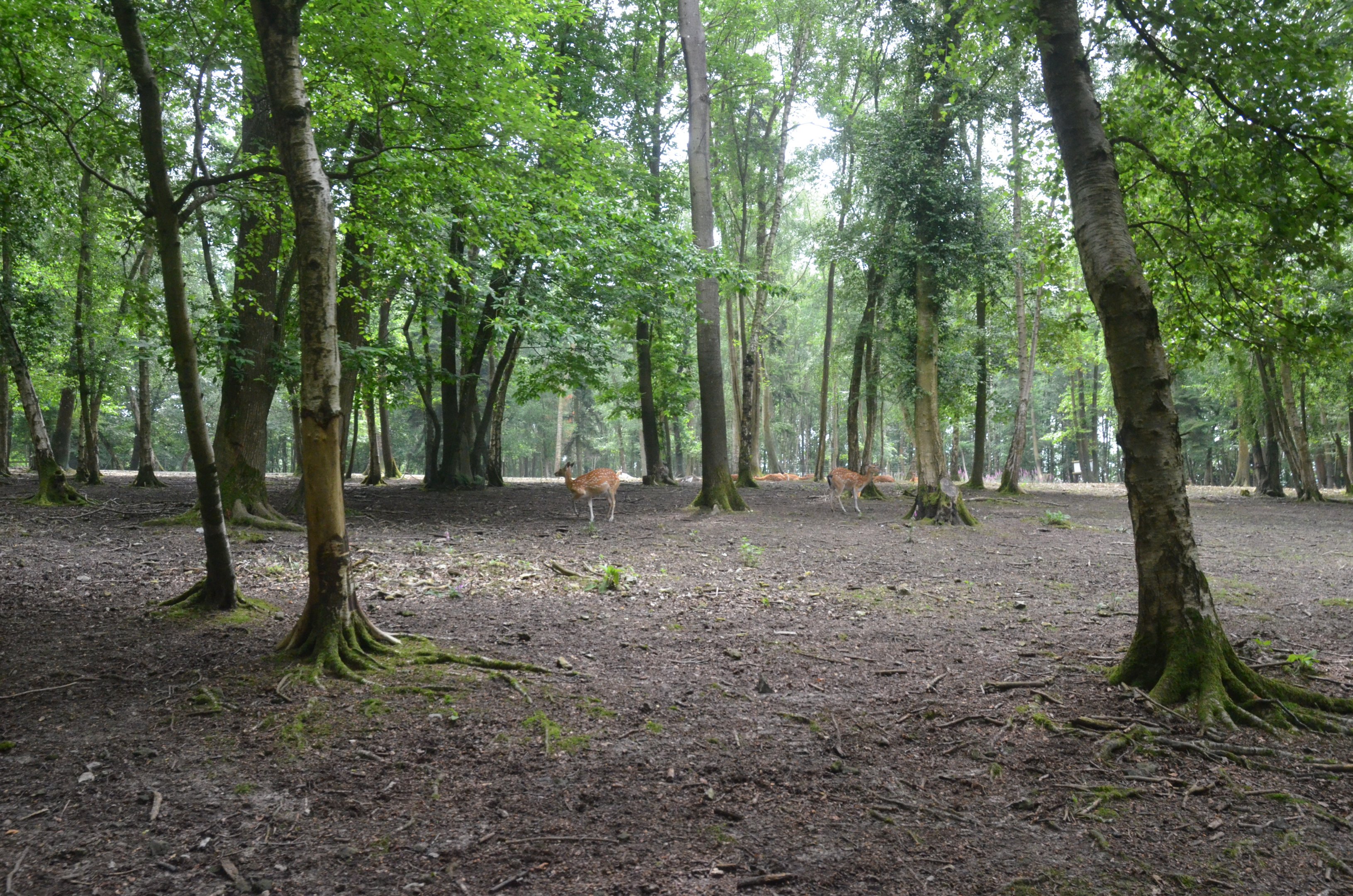 Sika, Blackbuck and Emu Paddock from the Road Train at CERZA, 10/06/18