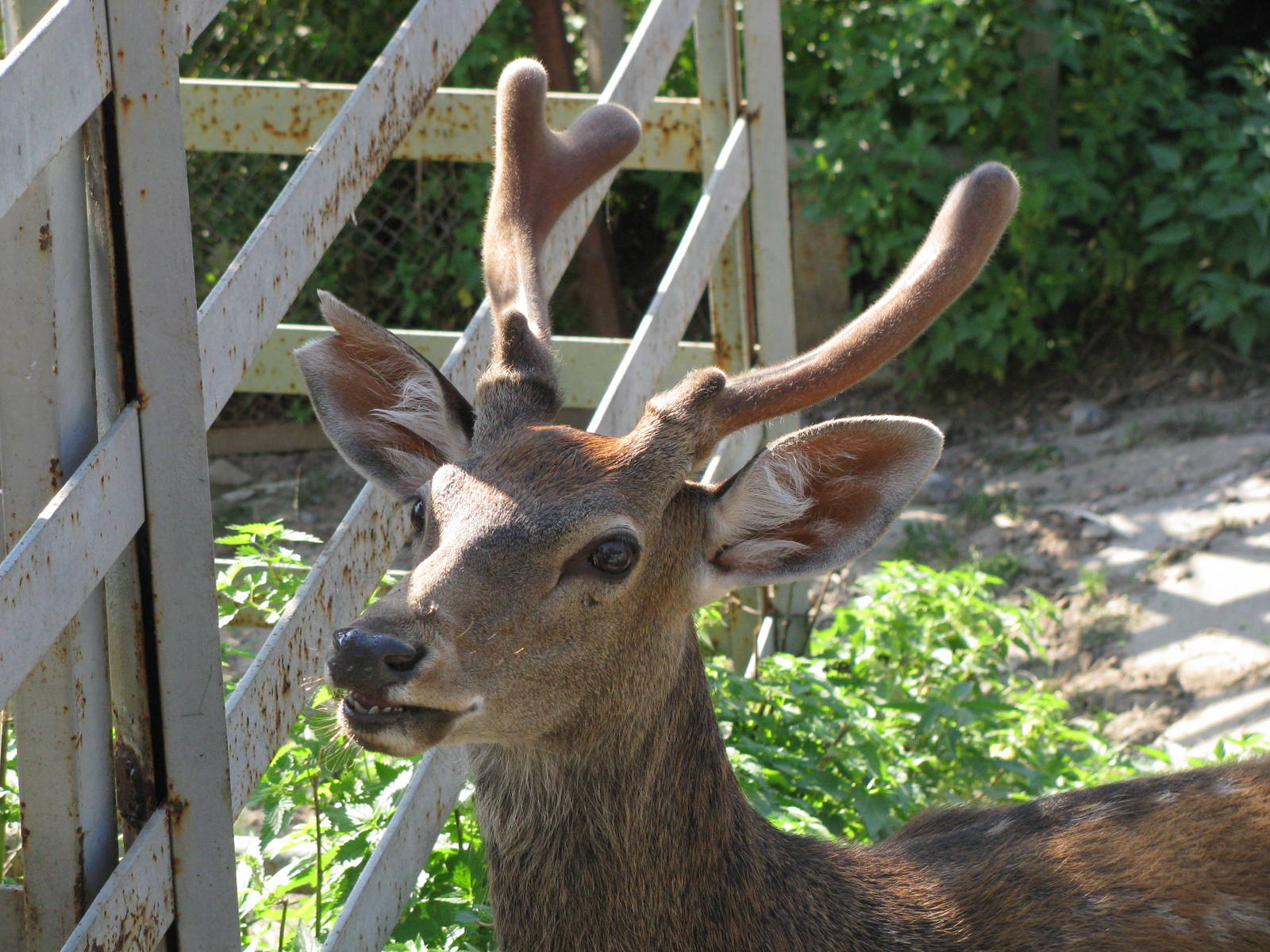 Sika buck