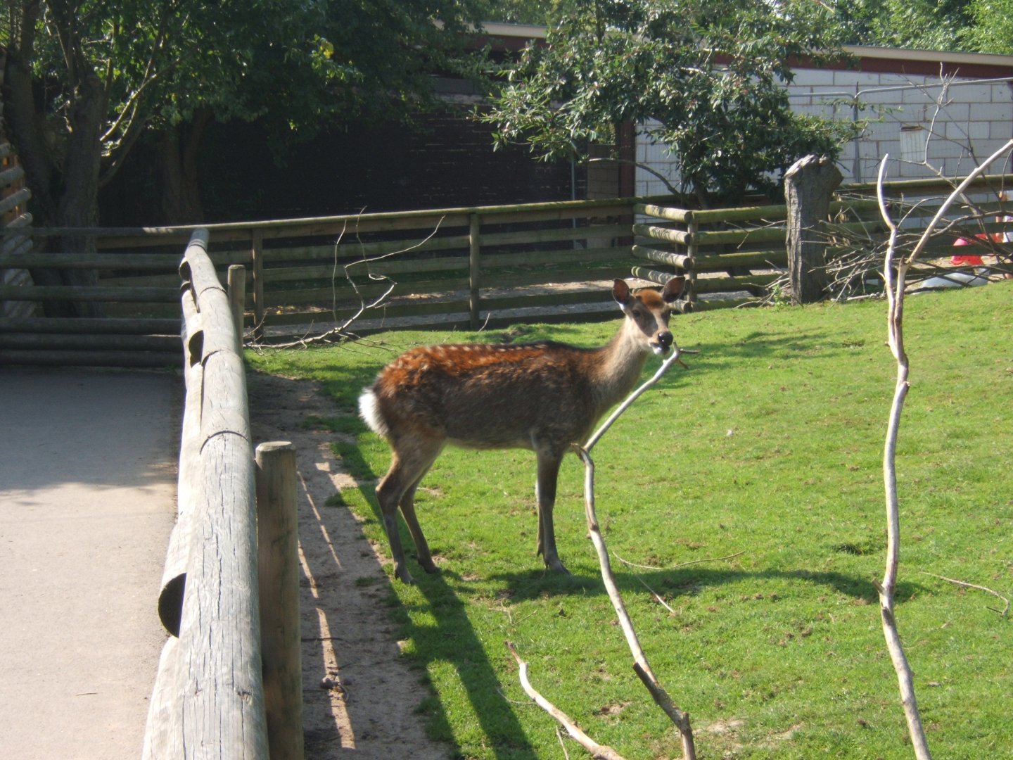 Sika Deer 27/08/2017
