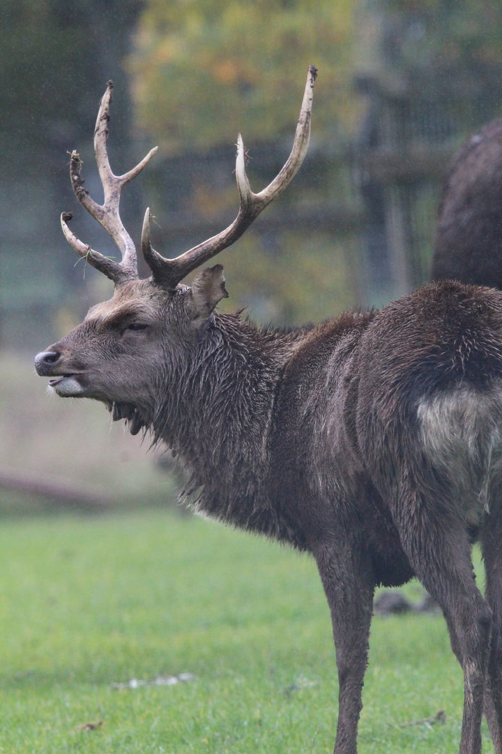 Sika Deer- 4th November 2023