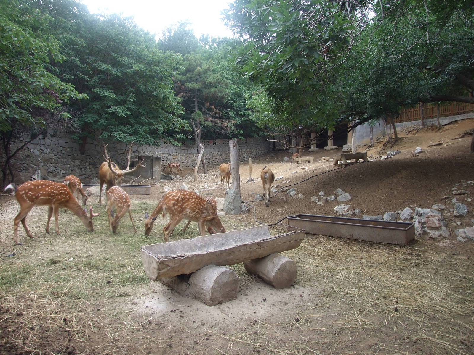 sika deer and David?s Deer