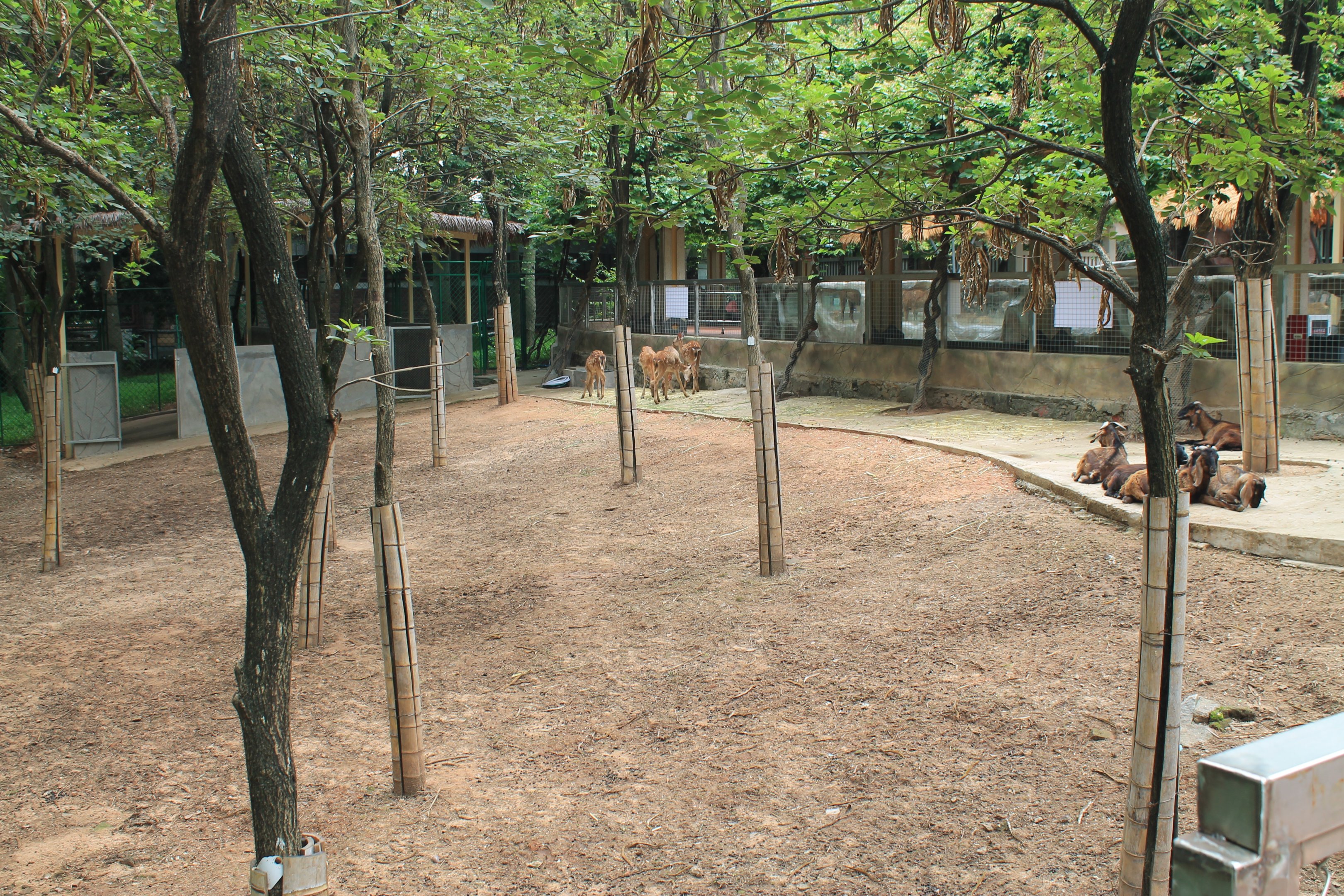 Sika Deer and domestic Goats - Childrens Zoo
