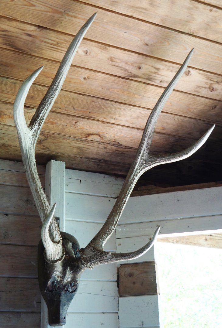 Sika deer antlers (Cervus nippon), 2019-06-01