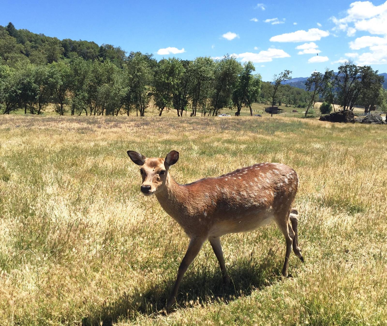 Sika Deer - Asia Section