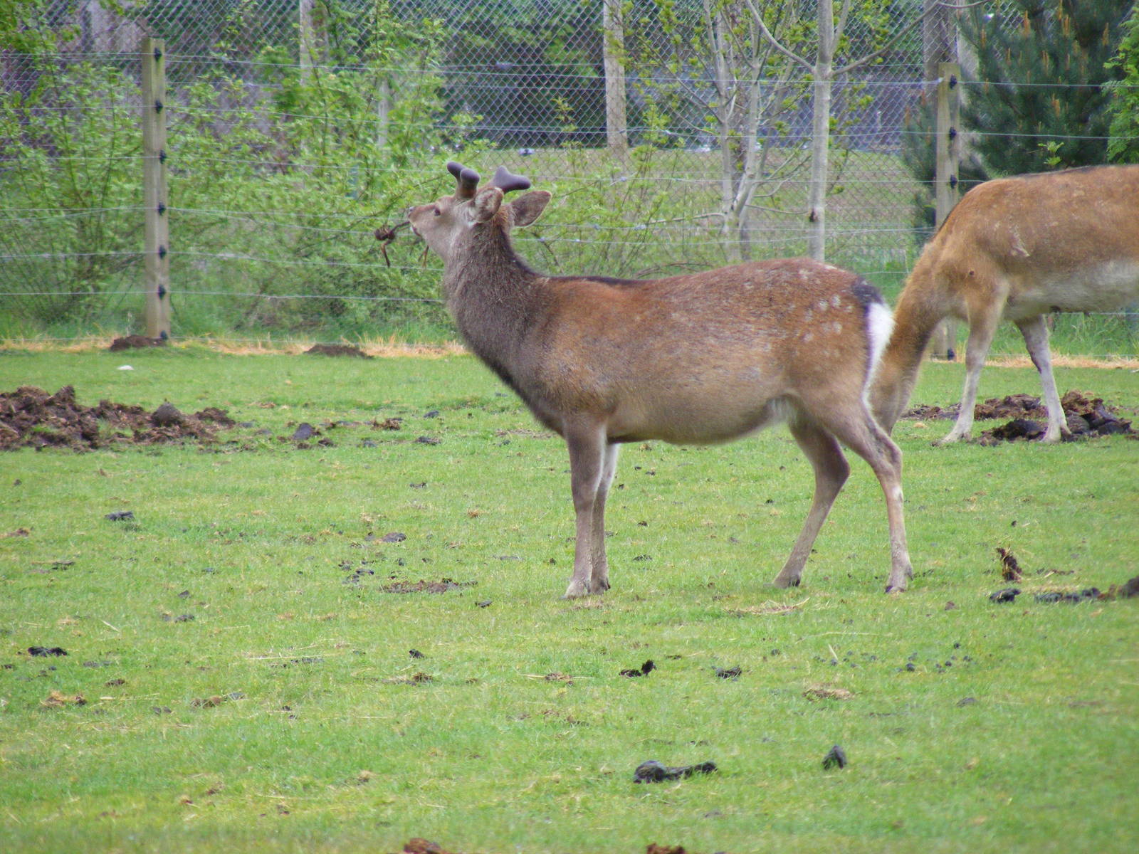 Sika deer at Blair Drummond Safari Park, 19 May 2010