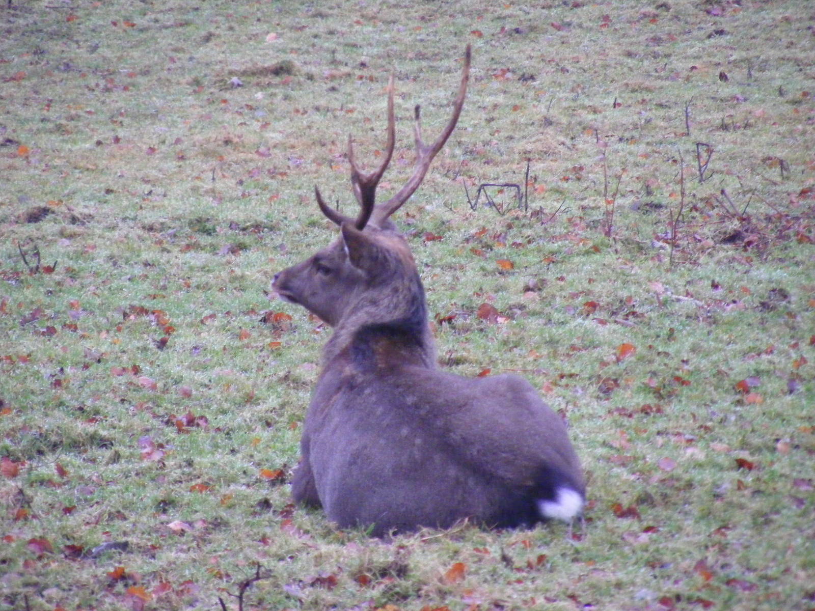Sika deer at Dartmoor Zoo, 30 December 2010