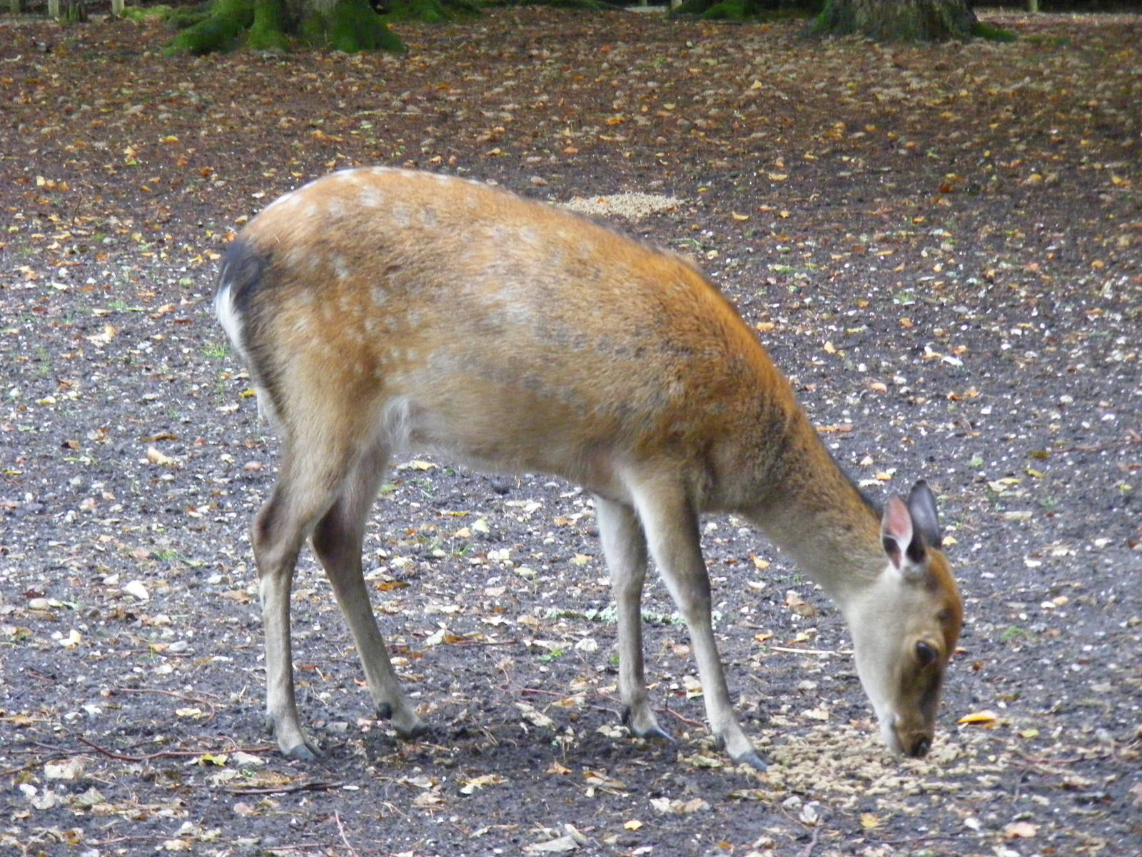 Sika deer at New Forest Wildlife Park, 21 August 2010