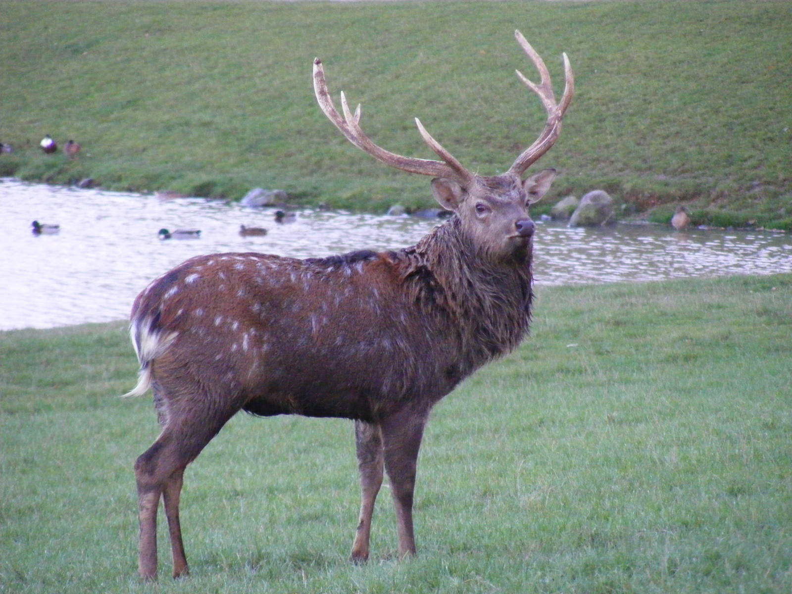 Sika deer at Whipsnade Zoo, 11 November 2010