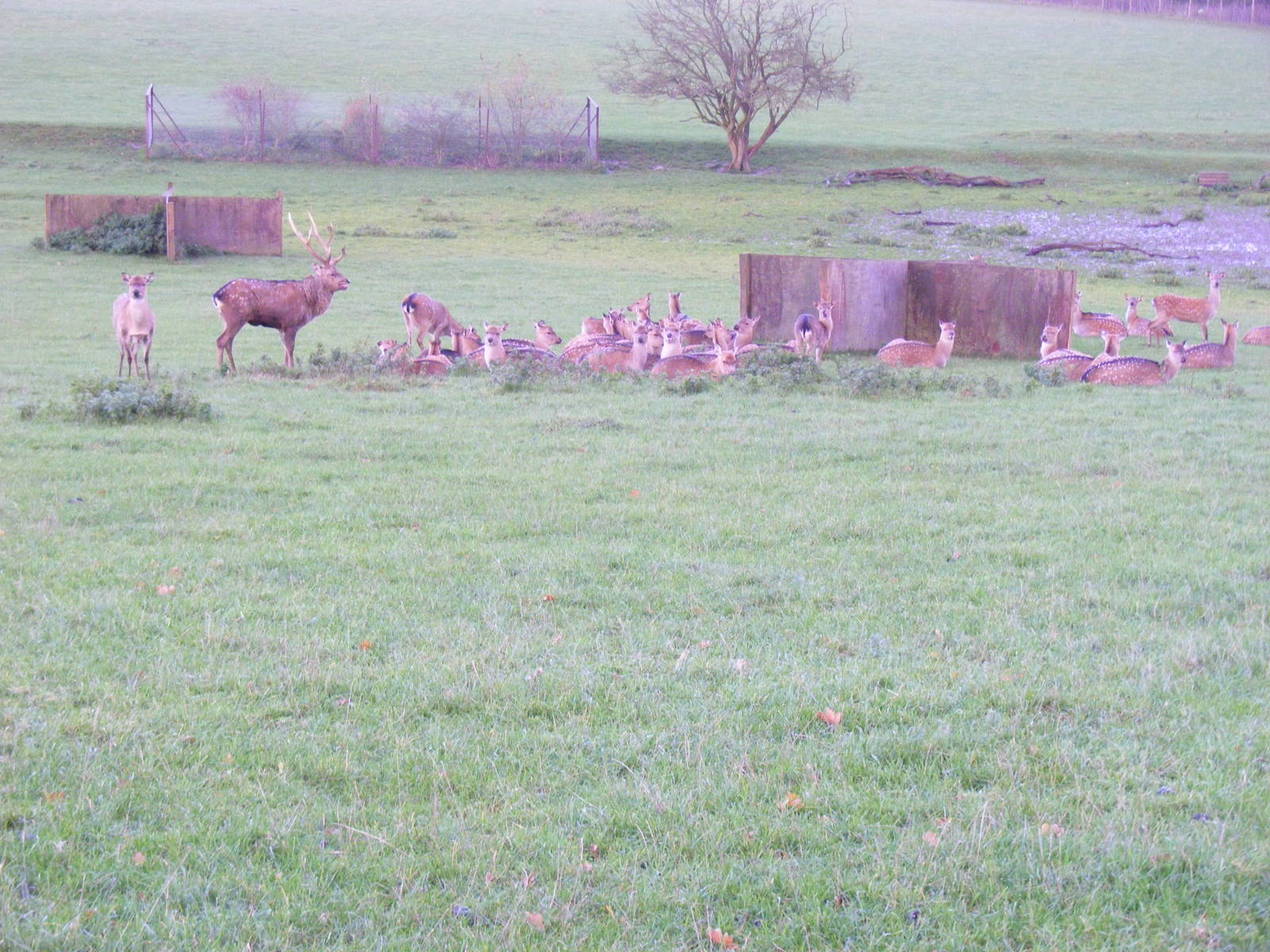 Sika deer at Whipsnade Zoo, 11 November 2010