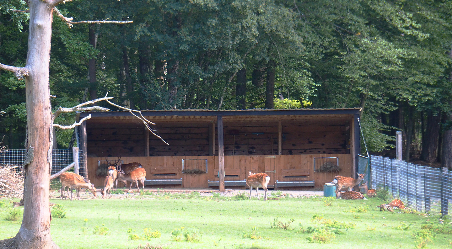 Sika deer barn, 2021-08-15