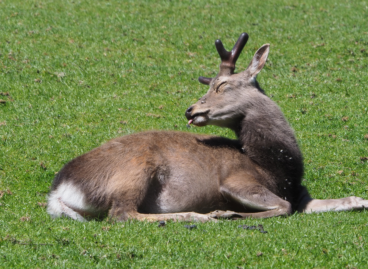Sika deer buck (Cervus nippon), 2021-05-29