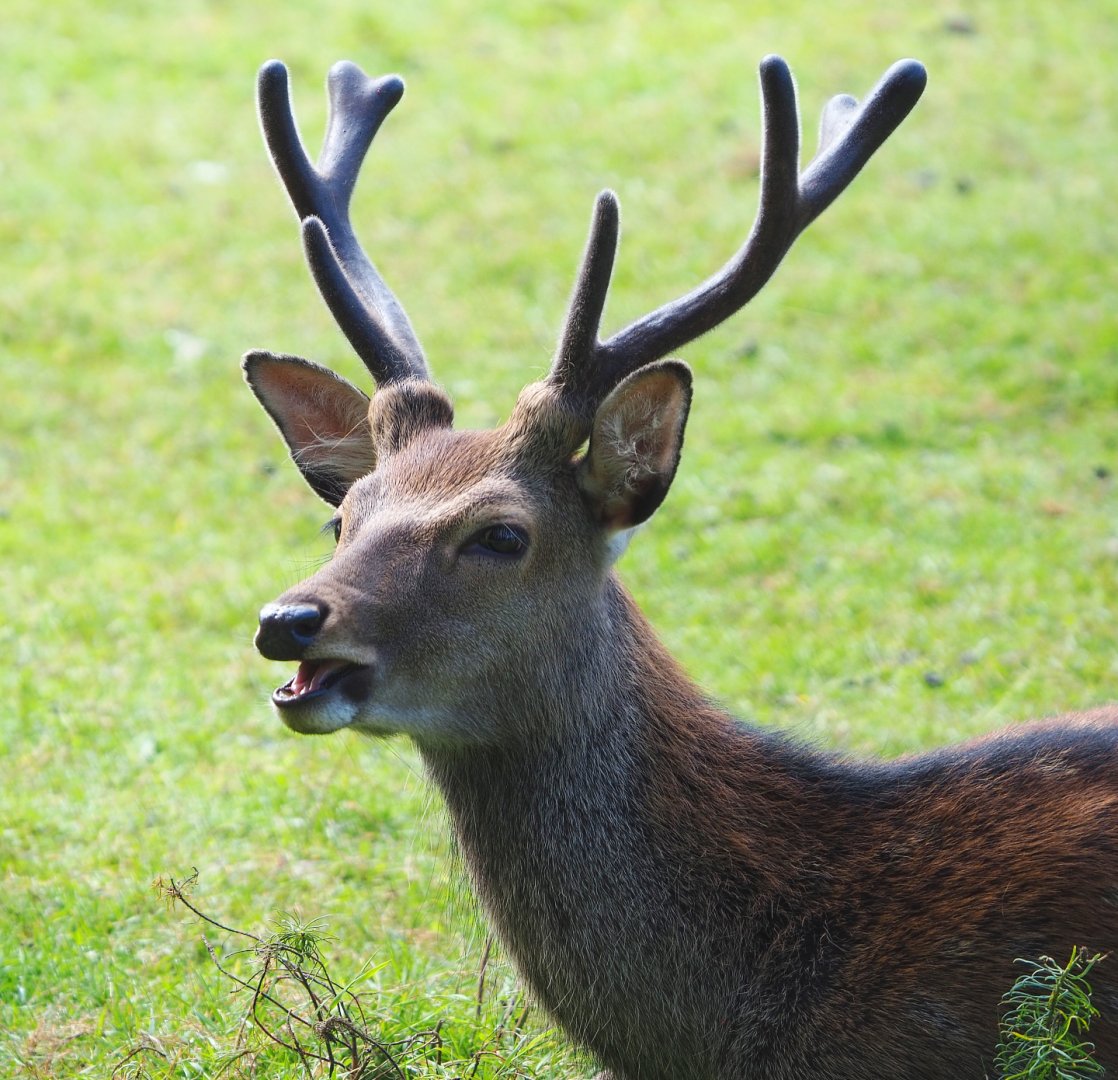 Sika deer buck (Cervus nippon), 2021-08-15