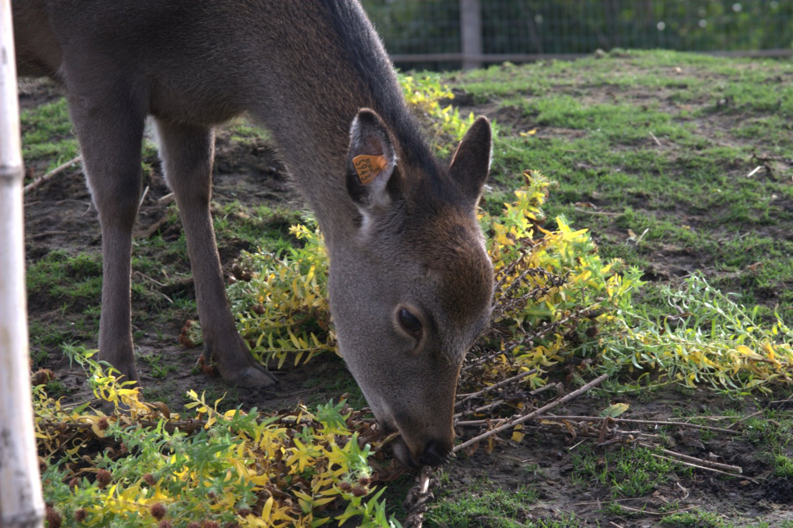 Sika Deer (Cervus nippon), 12-11-25