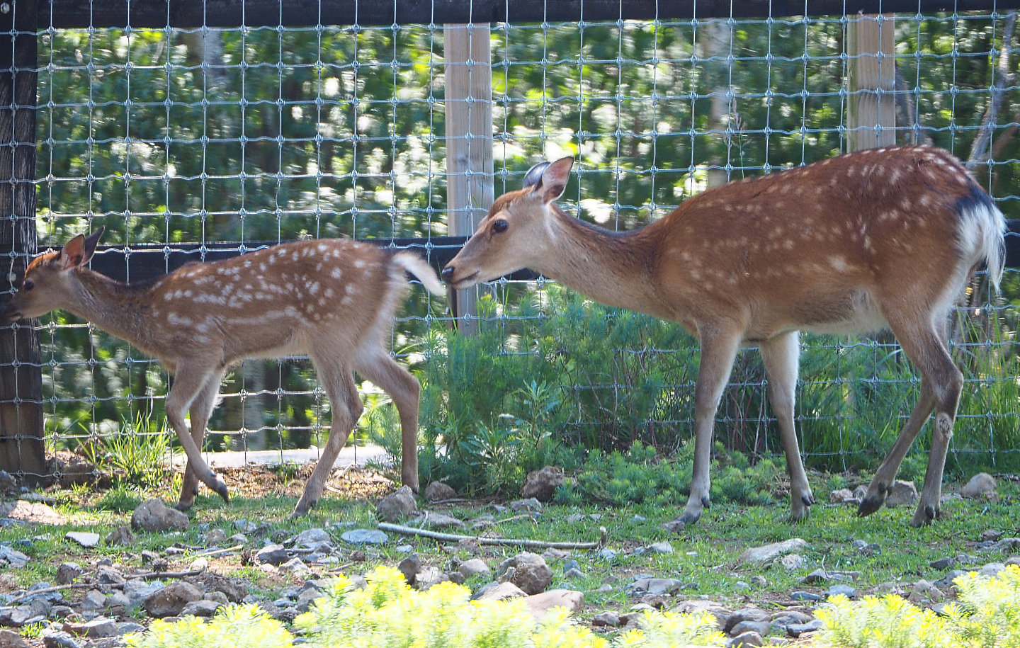 Sika deer (Cervus nippon), 2020-07-12