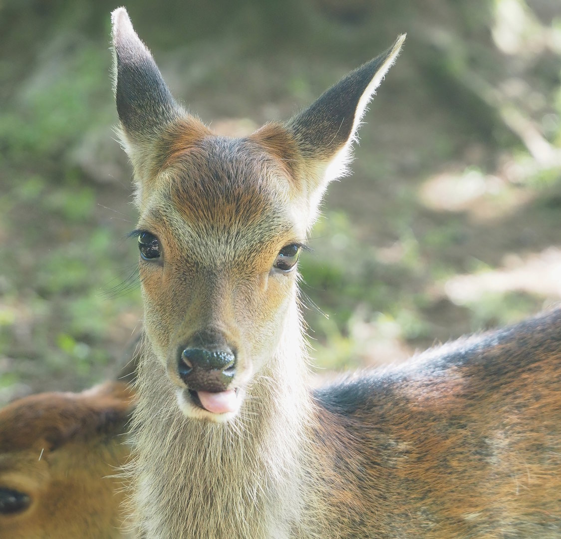 Sika deer (Cervus nippon), 2023-09-26
