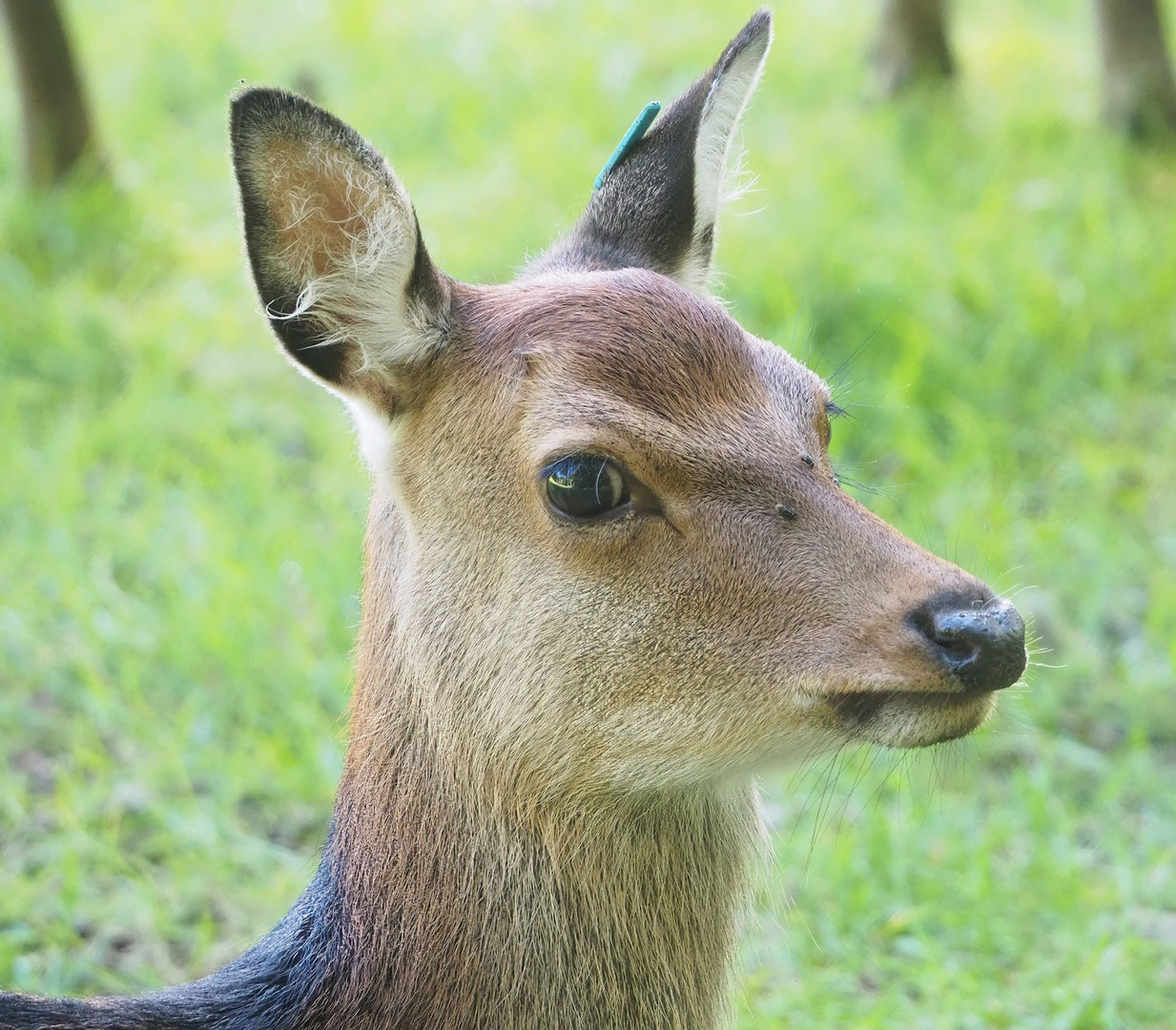 Sika deer (Cervus nippon), 2023-09-26