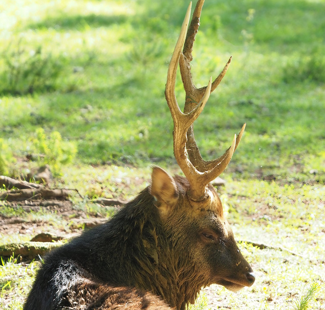 Sika deer (Cervus nippon), 2023-09-26