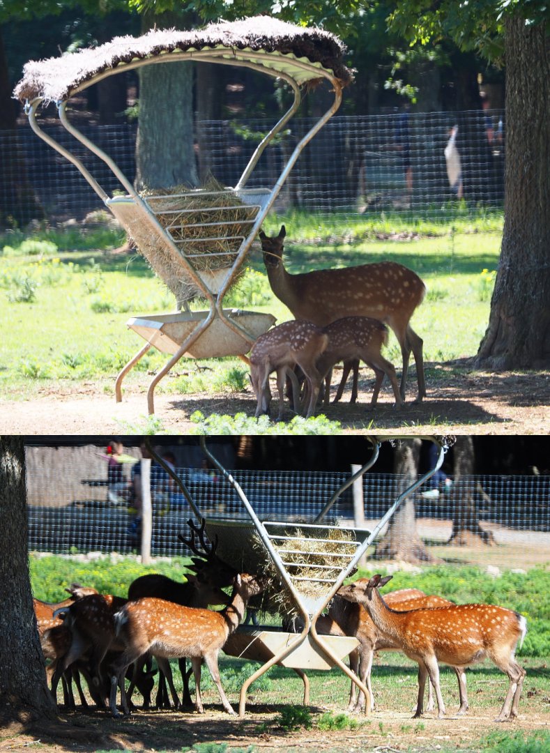 Sika deer (Cervus nippon) at the feeding rack, 2020-07-12