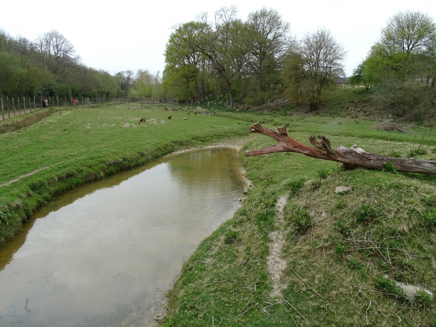 Sika deer (Cervus nippon) exhibit - Parc animalier d'Ecouves